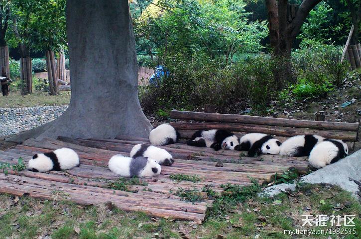 奇迹峨眉攻略:[攻略指南]11月底成都九寨沟峨眉山乐山大佛自游行实用攻略